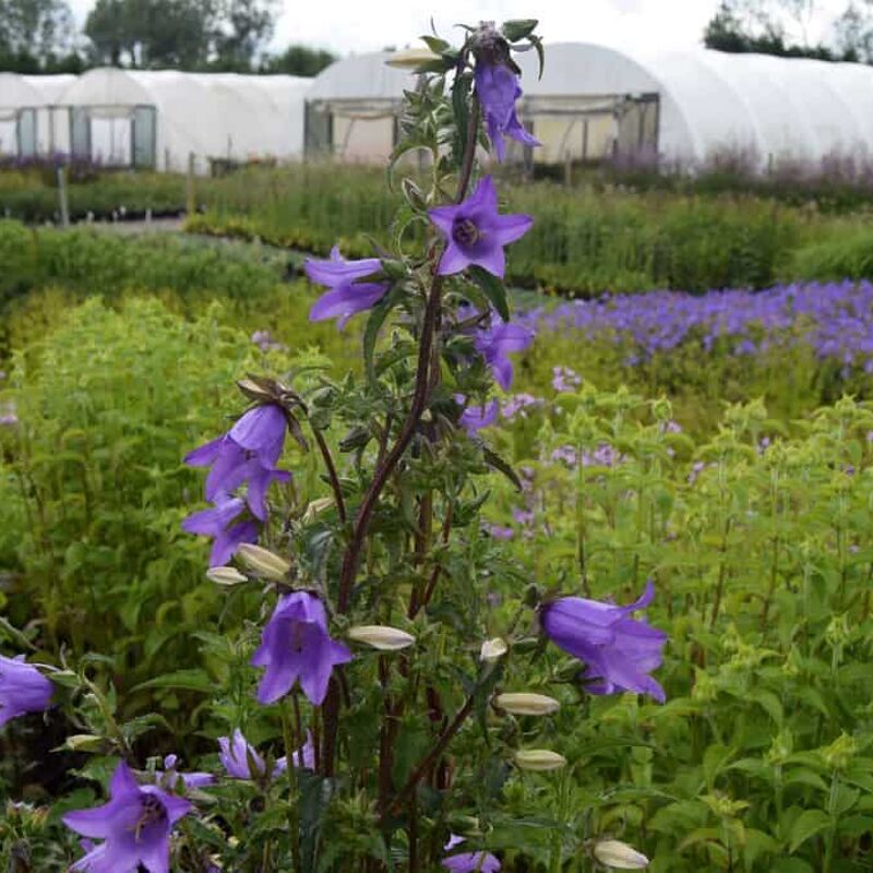 Campanula trachelium ---